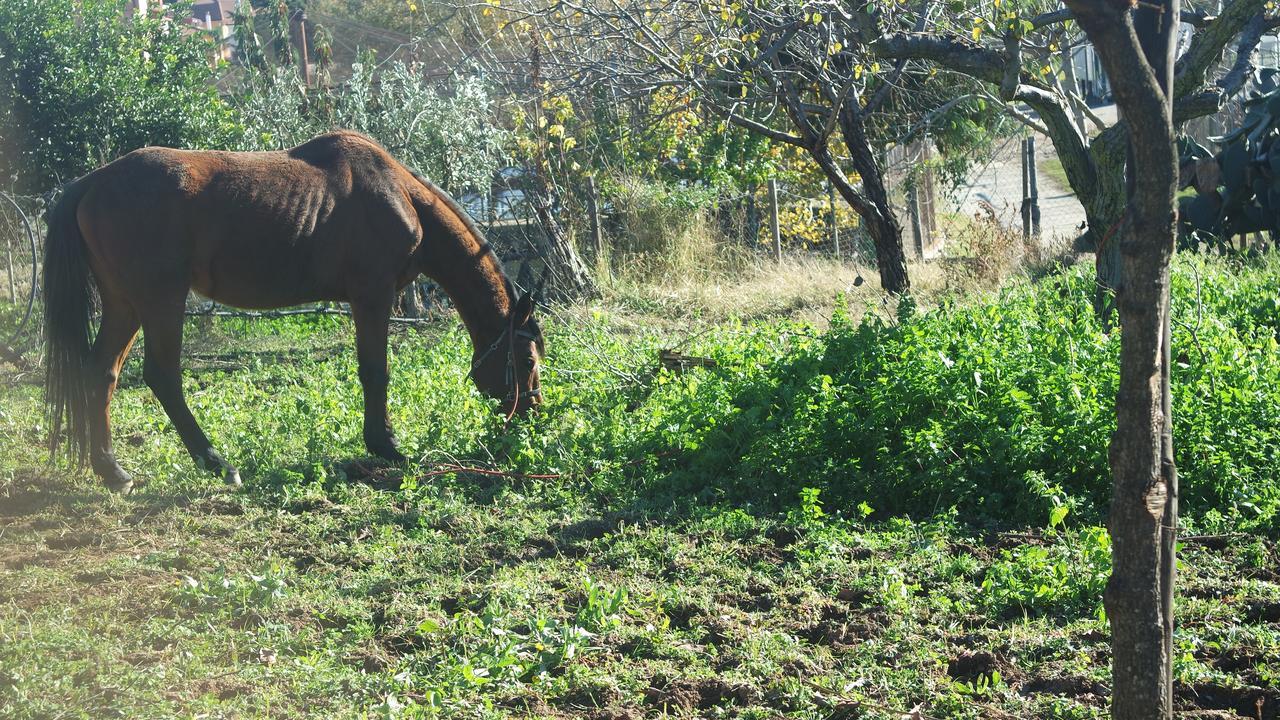 Agriturismo Masseria I Risi Guest House SantʼEufemia Lamezia Eksteriør bilde
